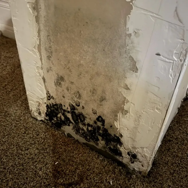Professional Mold Removal in Pike County, MO